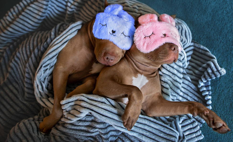 Understanding The Reasons Why Doggos Love Their Cuddle Time