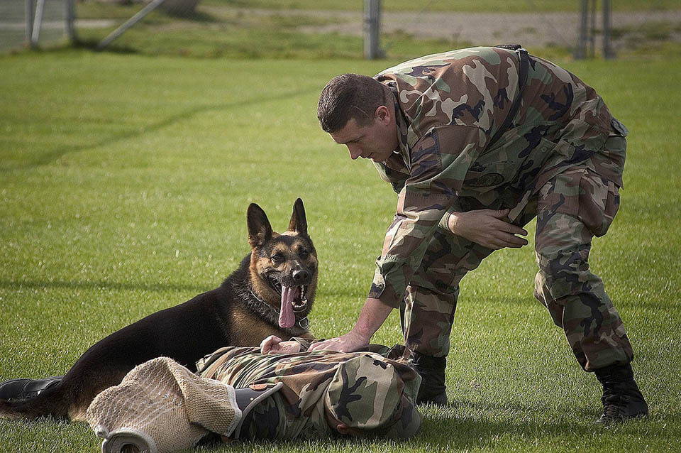 Saluting Our Four-Legged Heroes: Happy K-9 Veterans Day!