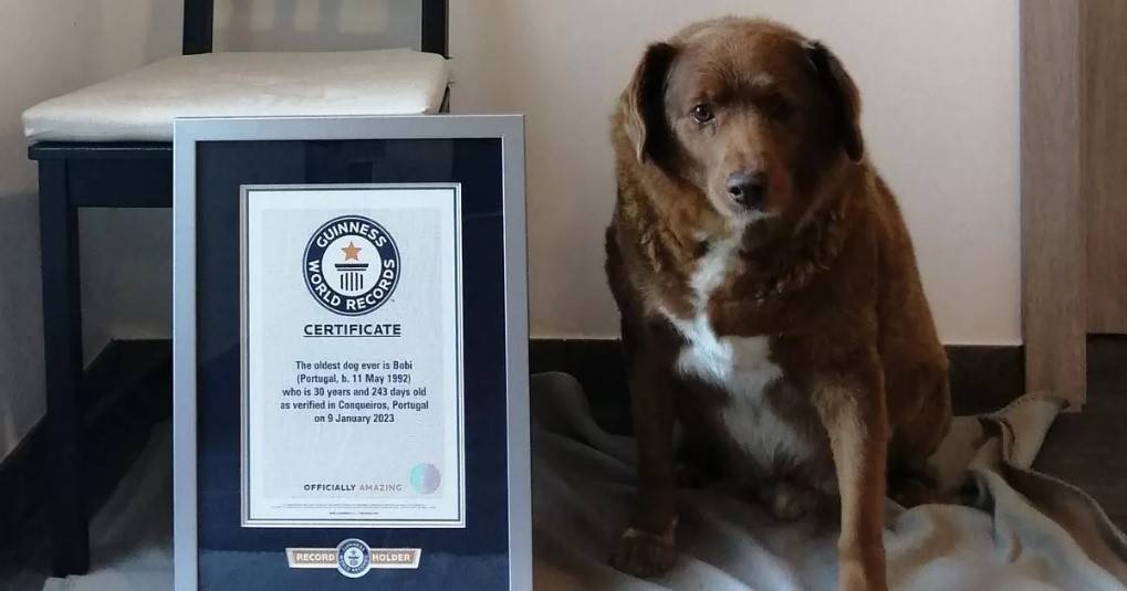 Meet Bobi, The World's Oldest Doggo