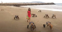 18 Disabled Dogs Experience the Beach for the First Time Thanks to One Woman's Heartwarming Mission