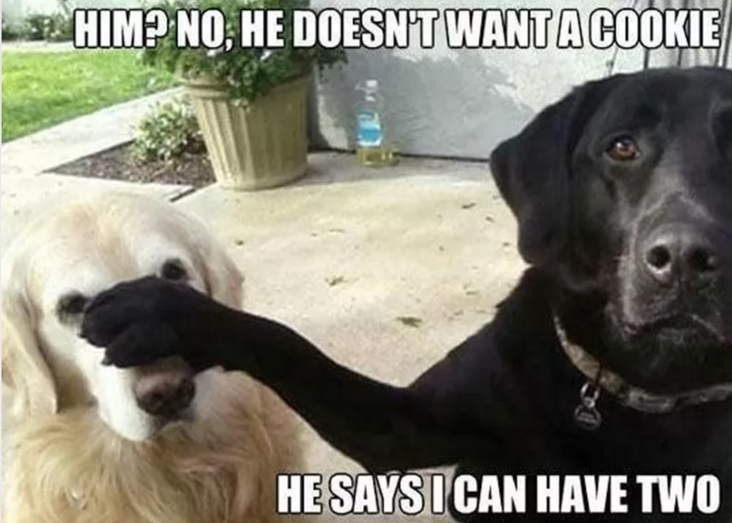 10 Hilarious Dog Memes That Will Make You Smile All Day