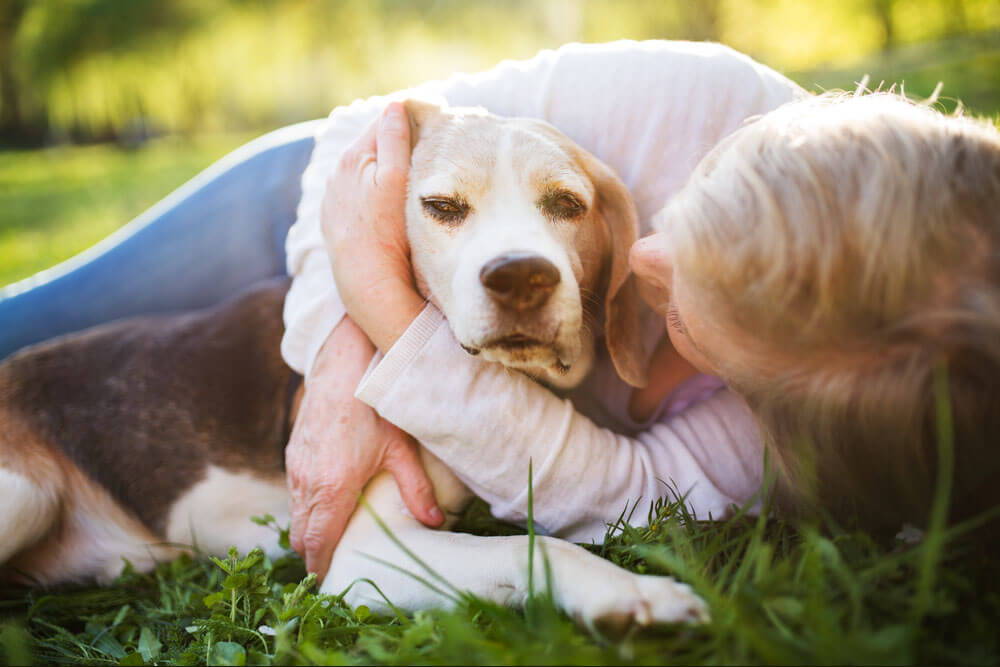 Arthritis in Senior Doggos: How to Keep Your Furry Friend Comfortable