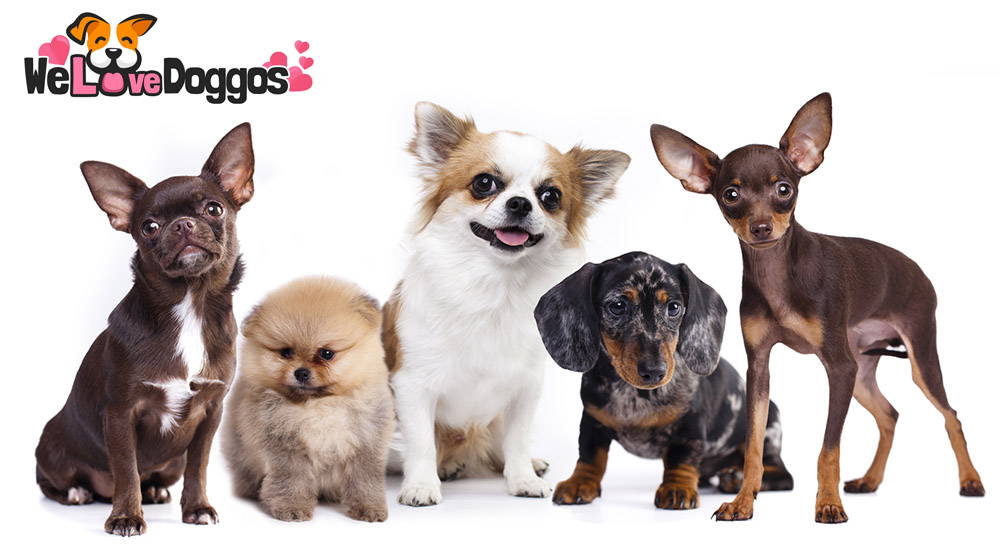 Top 10 Most PAWpular Doggo Names Of 2023