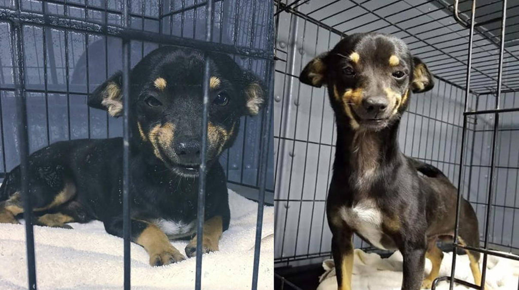 Cheech The Little Rescue Dog Gets Adopted Thanks To His Million Dollar Smile