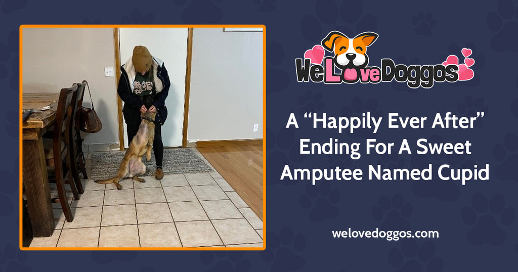 A Happily Ever After Ending For A Sweet Amputee Doggo Named Cupid