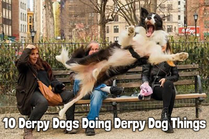 10 Derpy Dogs Doing Derpy Dog Things