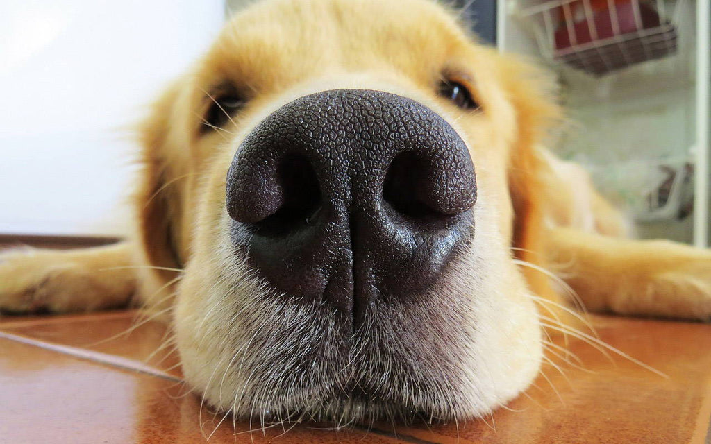 Sniffing - The Doggo Superpower Explained