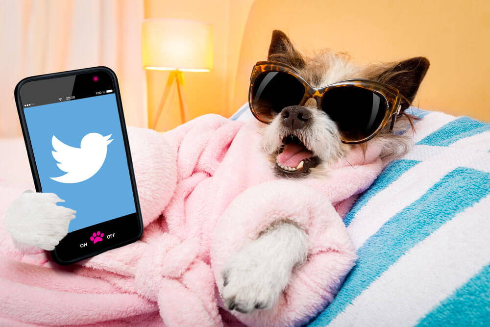 Top Ten Tail-Wagging Tweets Of Pampered Pooch Owners