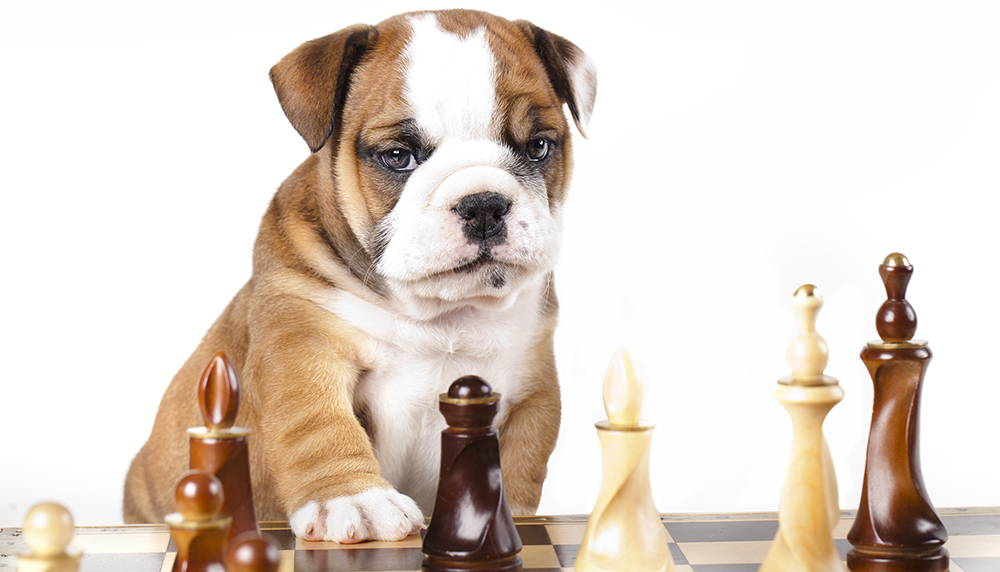 Doggo Debunk: Doggo Enrichment Activities and Puzzle Games