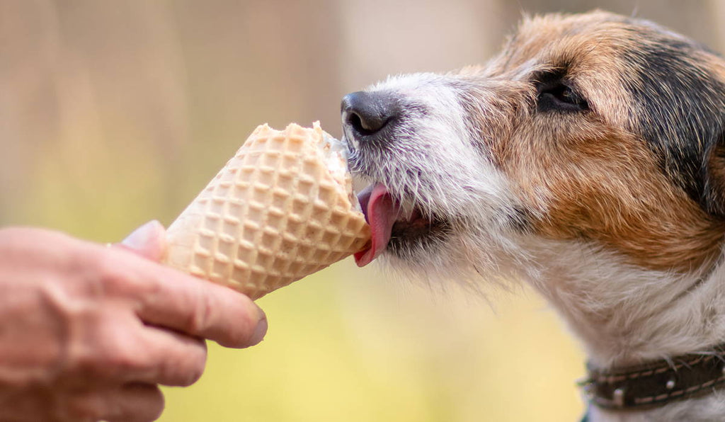Chill Out with These Homemade Dog-Friendly Ice Cream Treats