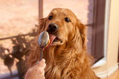 Can Dogs Eat Peanut Butter And More Importantly, Should They?