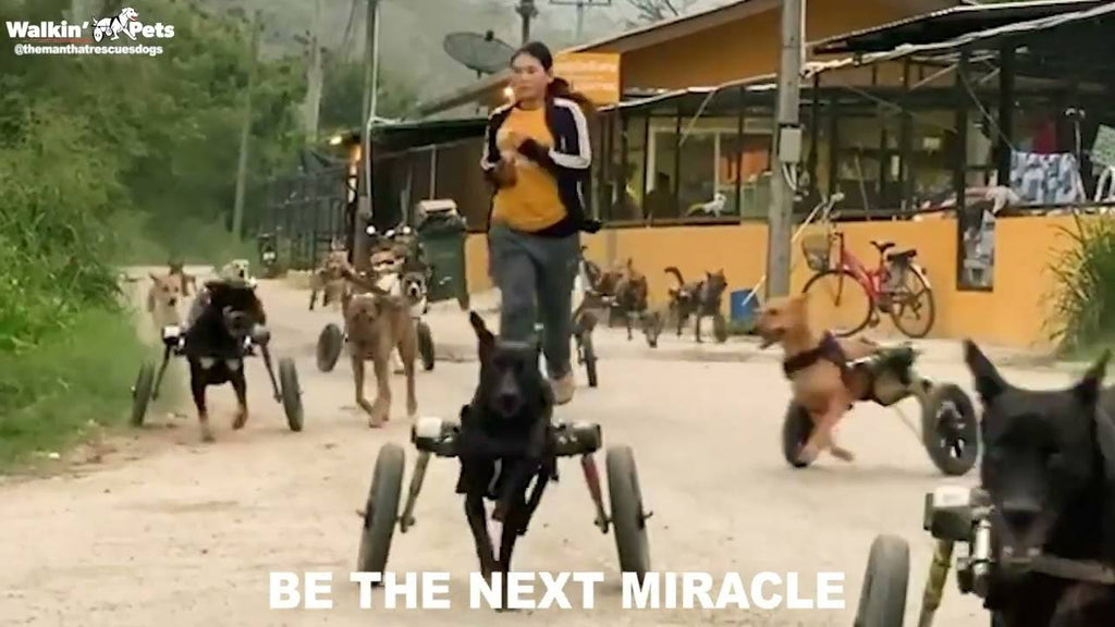 15 Super Doggos Taking Their Wheels Out for a Spin