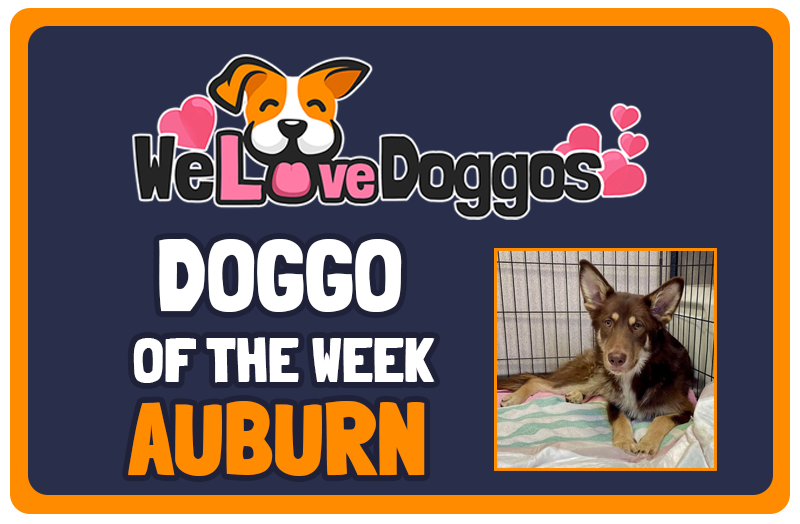 Doggo Of The Week - Auburn