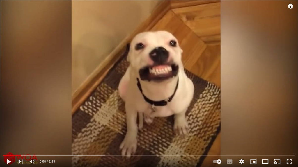 Try Not To Smile Challenge - Smiling Doggos