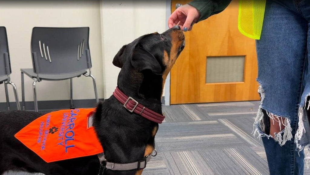 College Seniors Experience the Joy of Fostering Dogs During Their Final Semester
