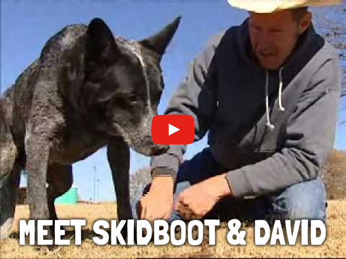 Skidboot, The Most Amazing Dog You'll Ever See