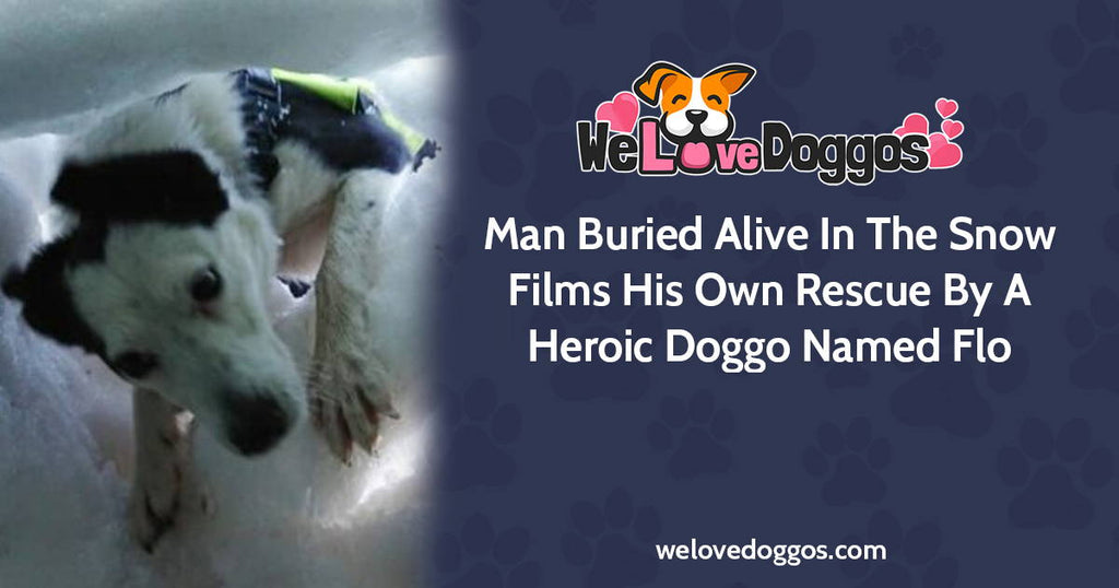 Man Buried Alive In The Snow Films His Own Rescue By A Heroic Doggo Named Flo