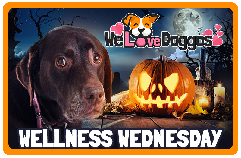 Wellness Wednesday - October 26, 2022