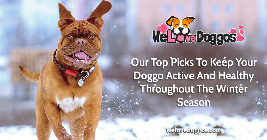 Our Top Picks To Keep your Doggo Active and Healthy Throughout the Winter Season