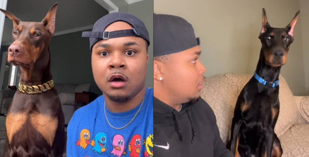 Suave Xavier Tries To Prank His Dog But Knox Is Having None Of It